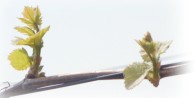 ingio logo